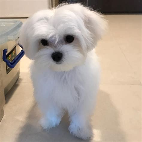 maltese puppies for sale orlando florida